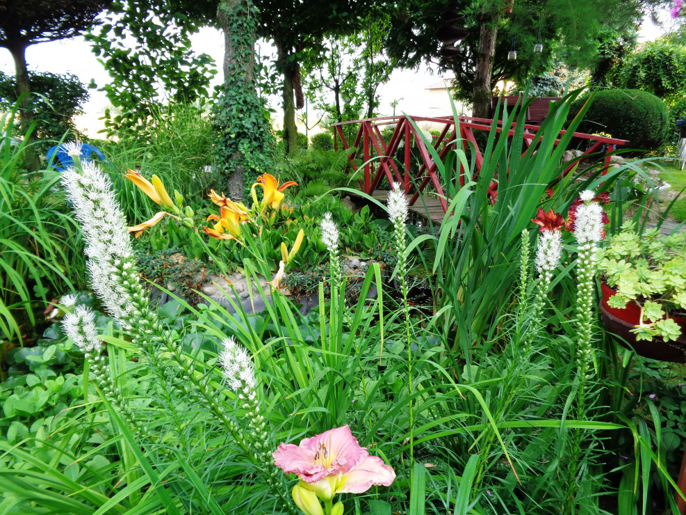 Lliuliowce , liatry posadzone na brzegu oczka.