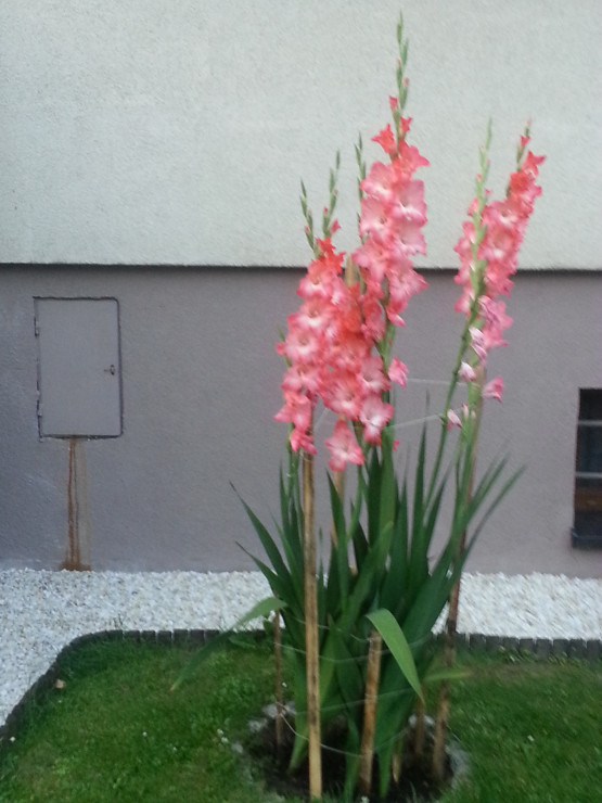 Mieczyki ogrodowe ( Gladiolus hybrida ) 'Mon Amour'