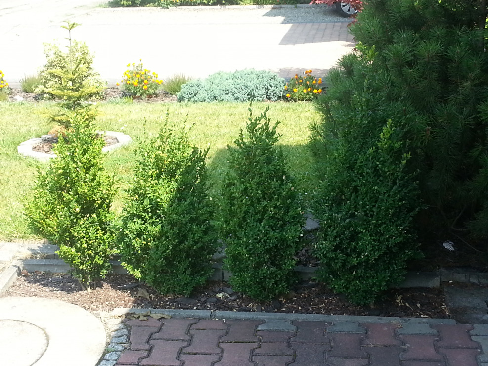 Mini żywopłot z bukszpanu wieczniezielonego ( Buxus sempervirens )  na tle ogródka przed domem sąsiada :)