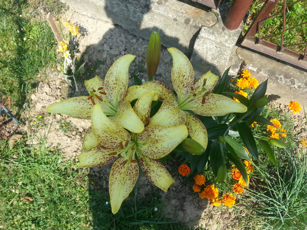 Moja lilia chińska w lipcu