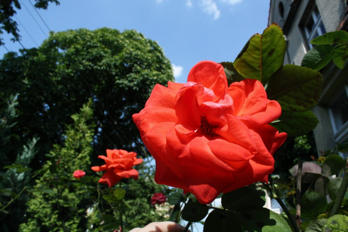 Moja  ulubiona róża :) jest wielkokwiatowa. Jej płatki mają ciekawy kolor.