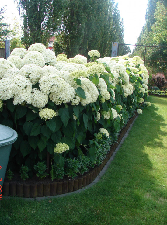 Moje oczka w głowie, hortensje Anabelle.