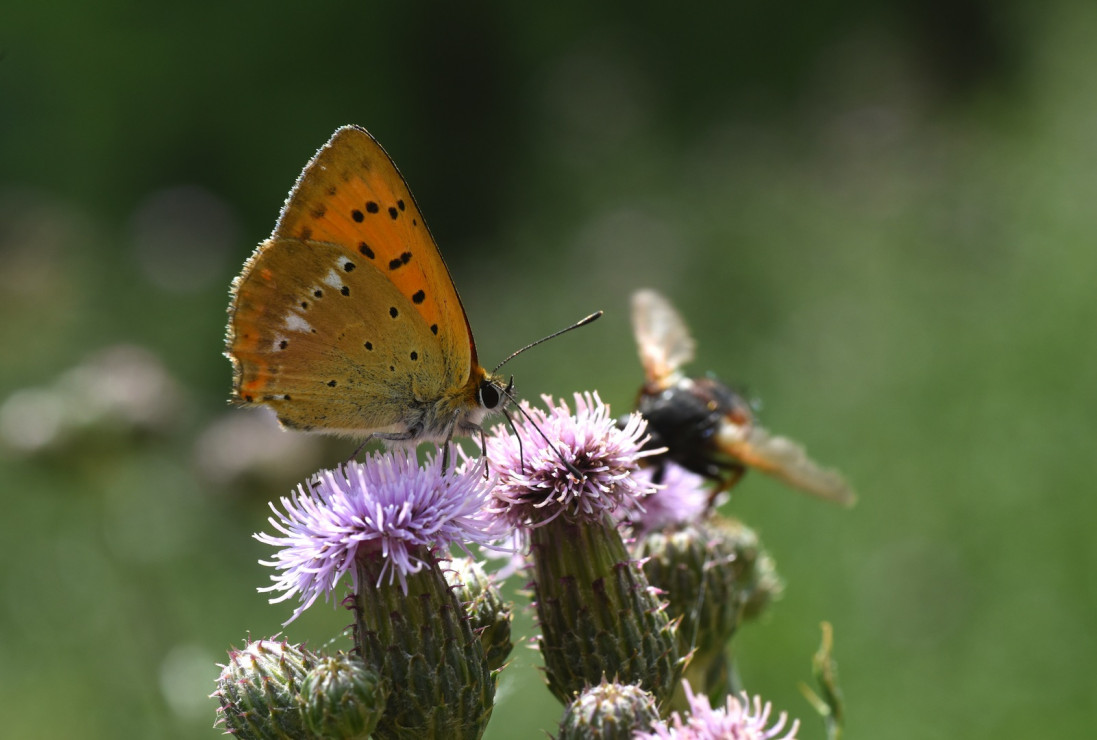 Motyle cieszą oko, będąc przy tym pożyteczne dla natury (zdj.: Fotolia.com)