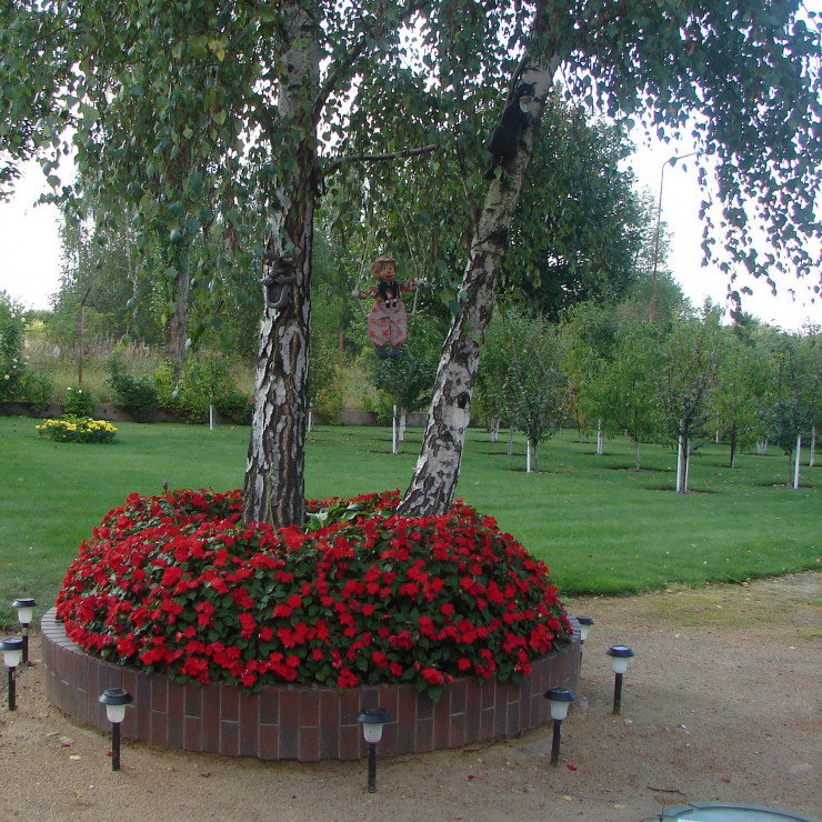 Niecierpki pod brzoza.