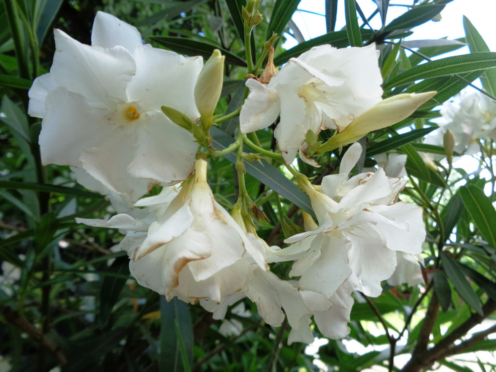 Oleander