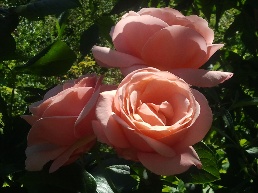 róża Aphfrodite