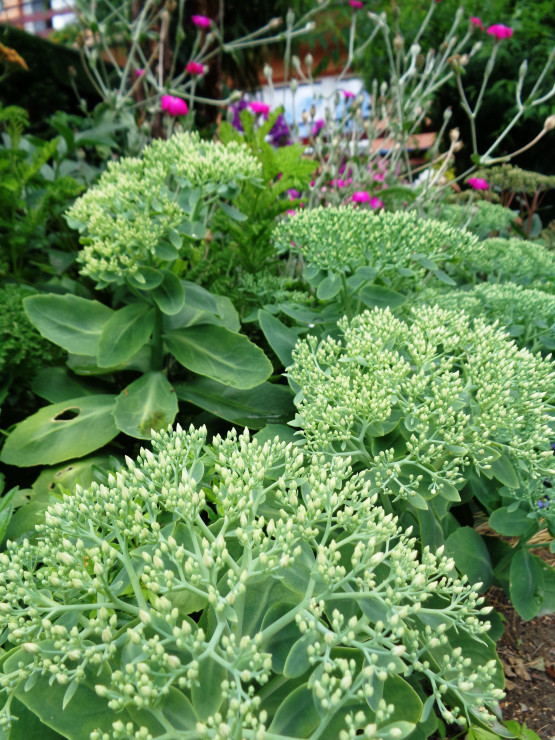 Rozchodnik okazały a w tle Matrona