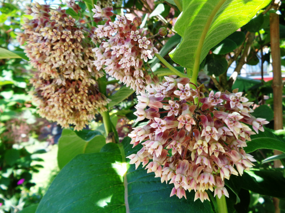 Trojeśc amerykańska