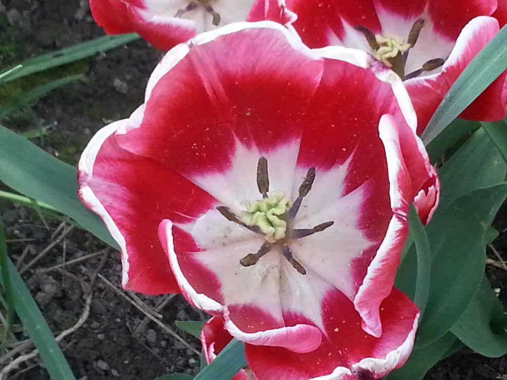 Tulipan w maju