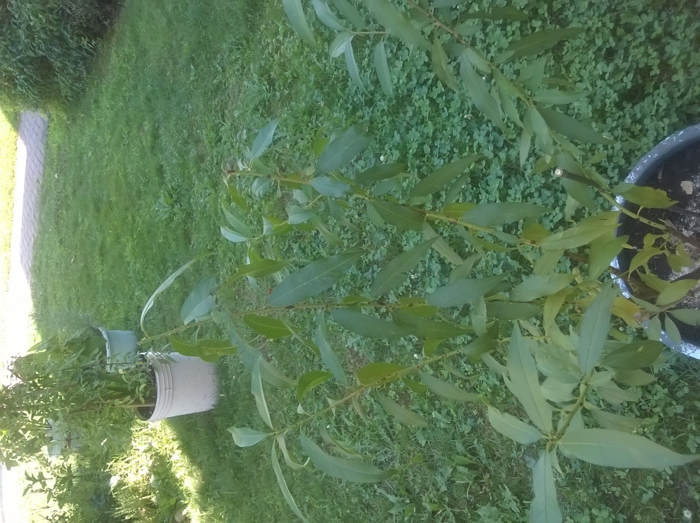 brzoskwinia-donica