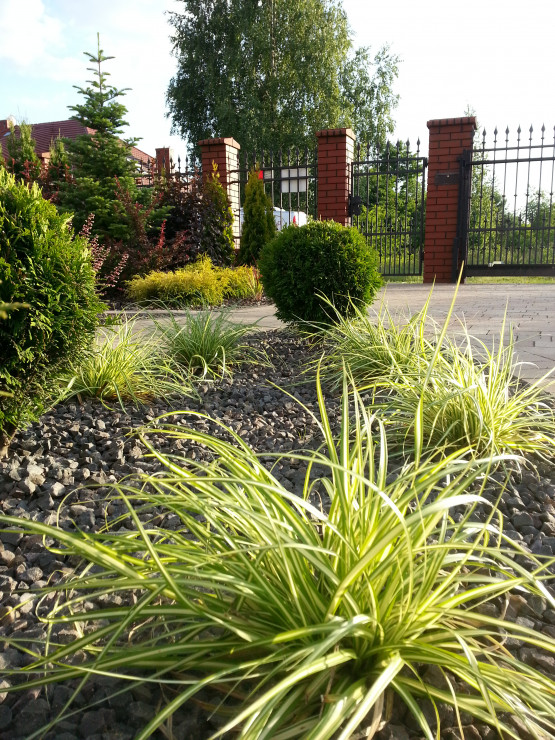 Carex 'evergold' ślicznie rozjaśniają 'łezkę' przed domem.
