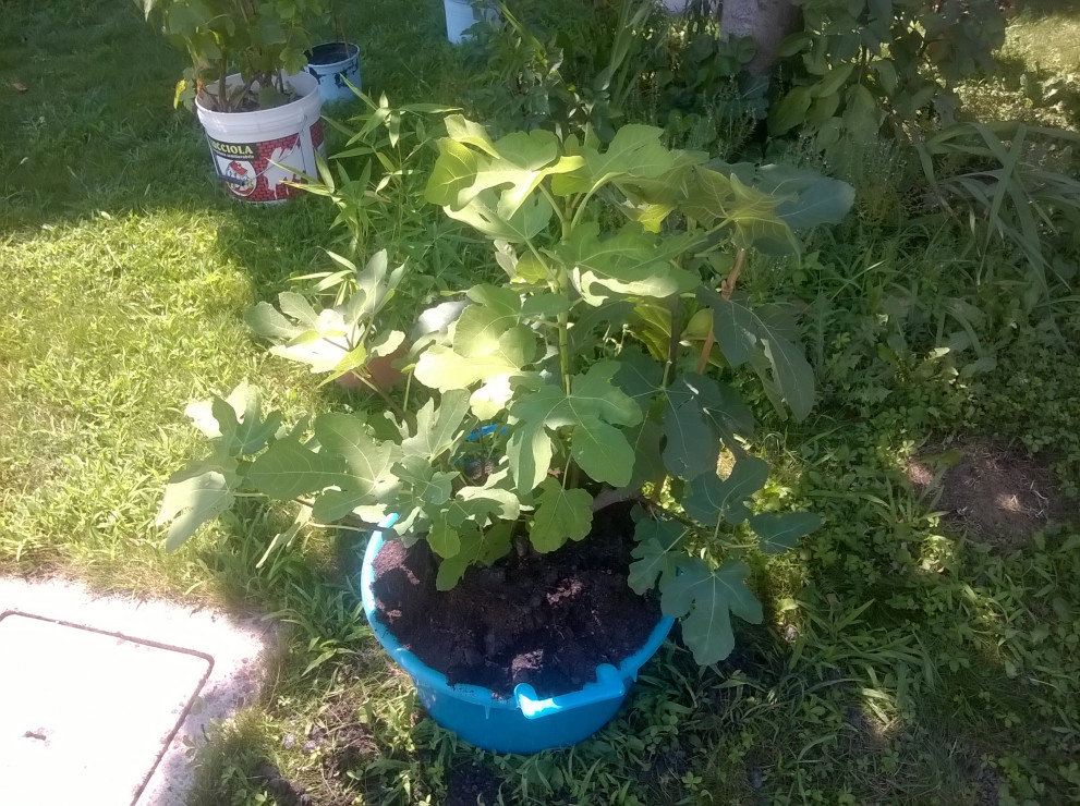 figowiec  (2013)
w misce..poszukuje duzej donicy