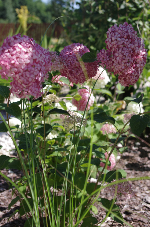 Hortensja Pink Anabell