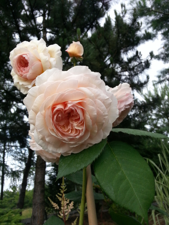 Jedna z róż angielskich A Shropshire Lad zachwyca ogromnymi kwiatami.