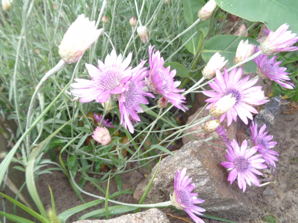 Jednoroczne kwiaty suchokwiatu.