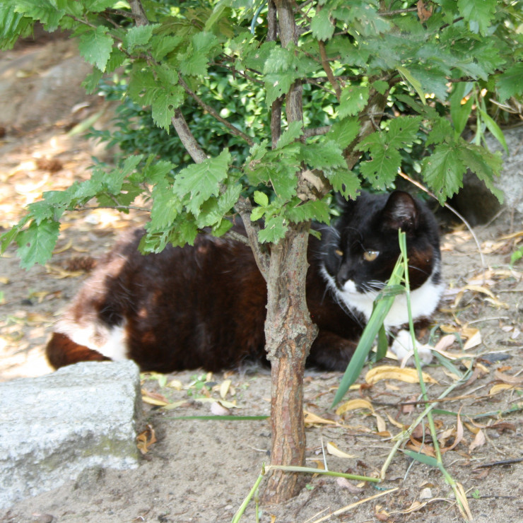 Kocica Fisia odpoczywa wśród krzewów