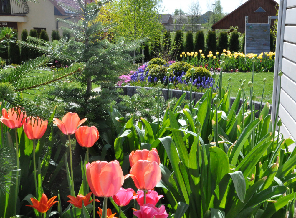 Kolorowa wiosna z tulipanami i szafirkami 