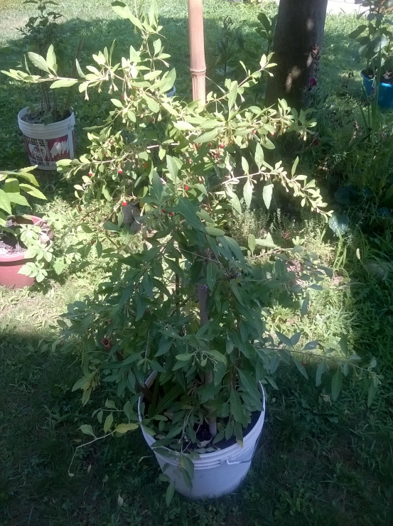 moje jagody goi ogromny krzak
 z opadlych owocow rosna nowe,niekontrolowane juz :):):