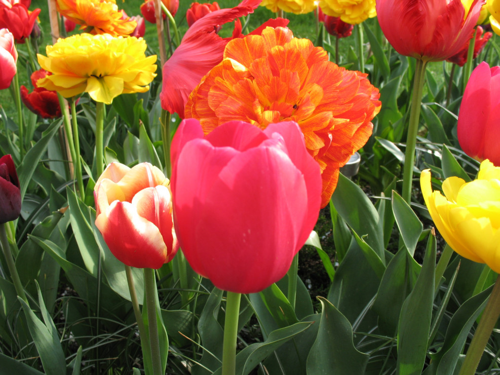 Moje tulipany mix kolorów i gatunków [3]