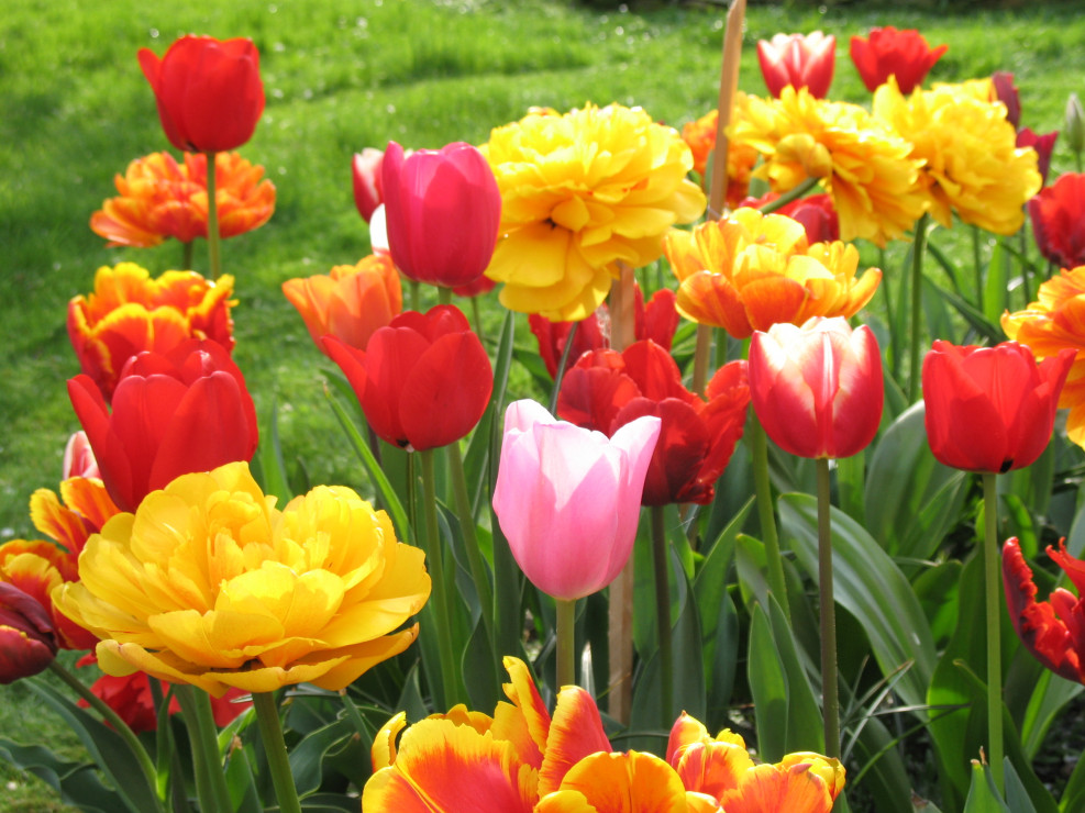 Moje tulipany mix kolorów i gatunków [4]