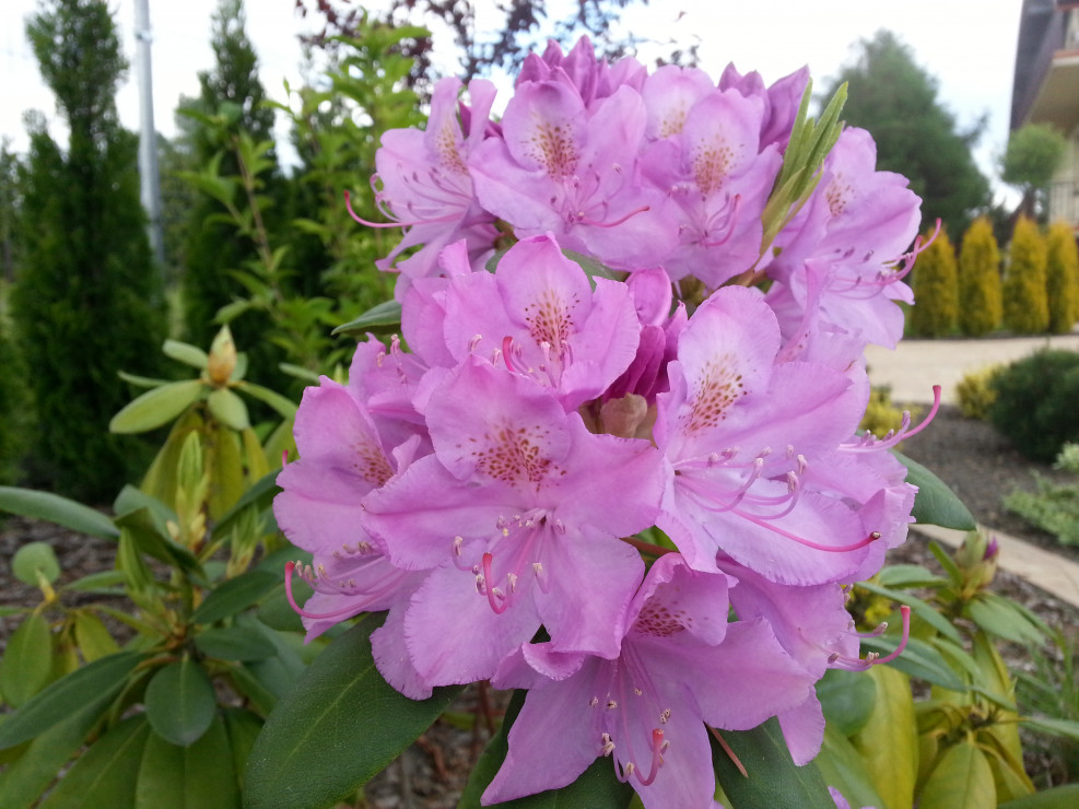 Na frontowej rabacie rosną trzy duże rhododendrony, które rozświetlają rabatę pod starym świerkiem.