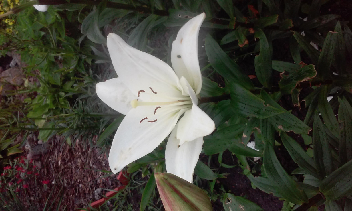 Piękna biała lilia pachnąca wanilią 