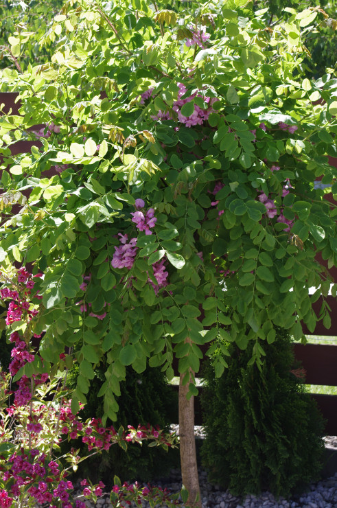 Robinia Akacjowa