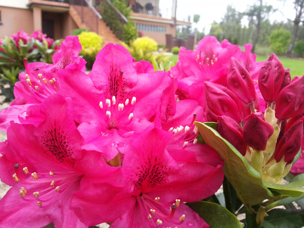 Szpaler rhododendronów w ilości pięciu sztuk wygląda bardzo efektownie
