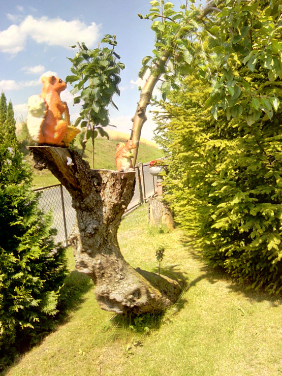 Wiewiórki