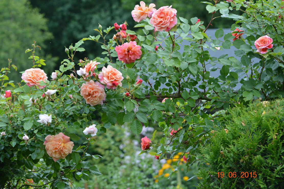 Aloha wita od wejścia