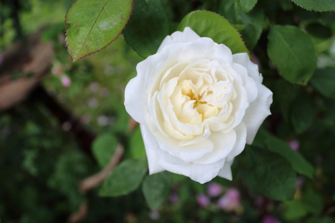 Biała róża  (zdj.: Fotolia.com)