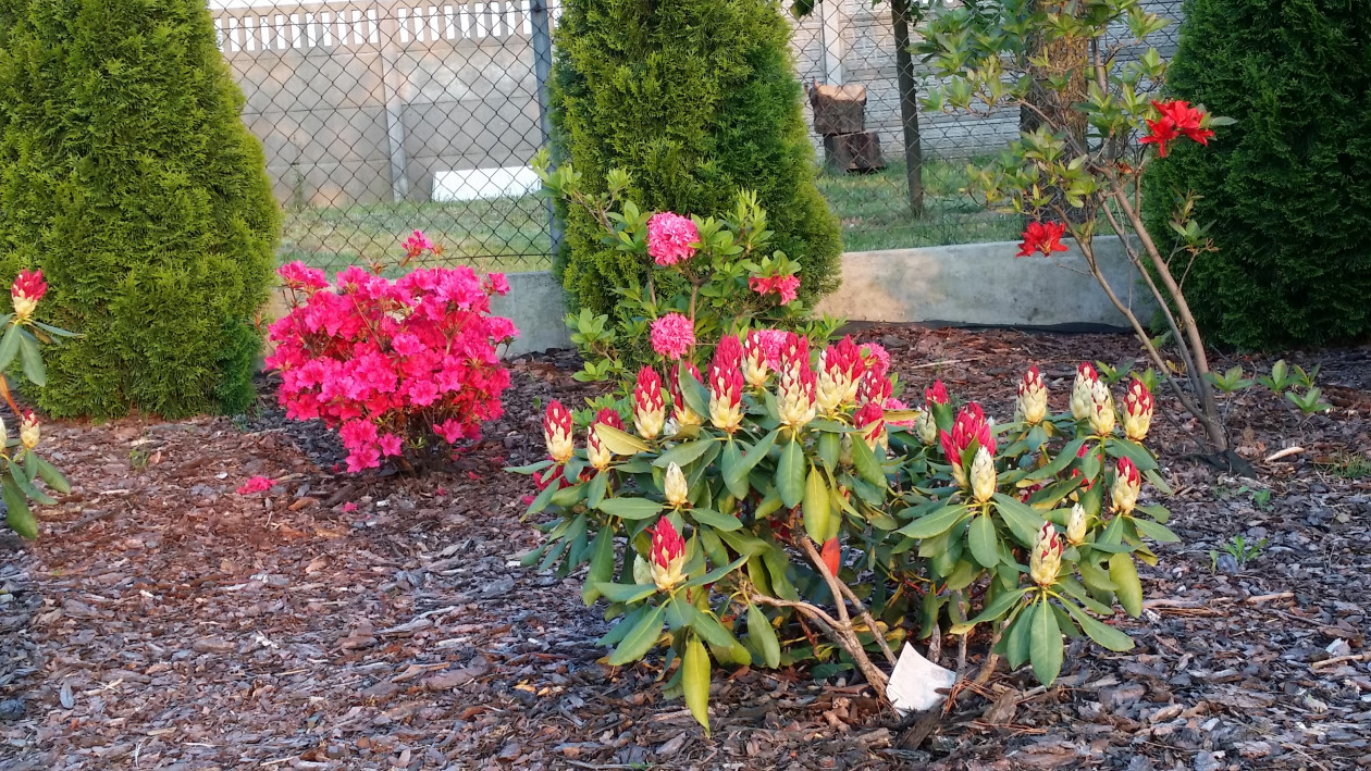 Bordowy rododendron