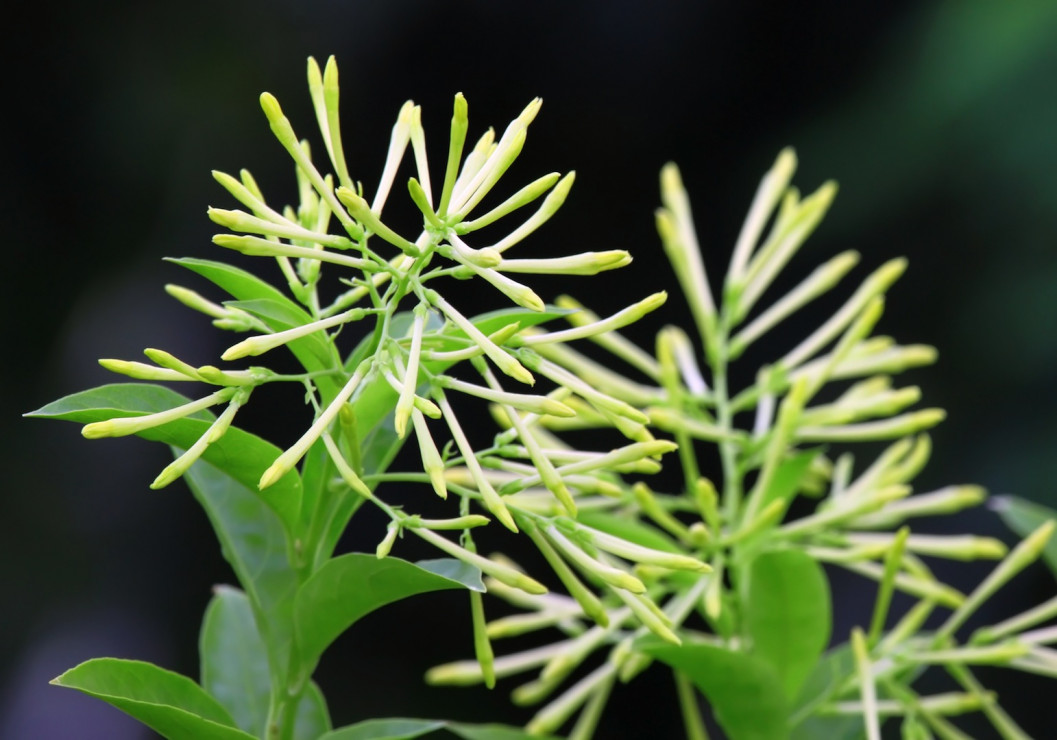 Cestrum nocturnum (zdj.: Fotolia.com)