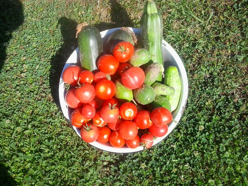 Dzisiejsze zbiory , cukinie ,pomidory i ogórki.