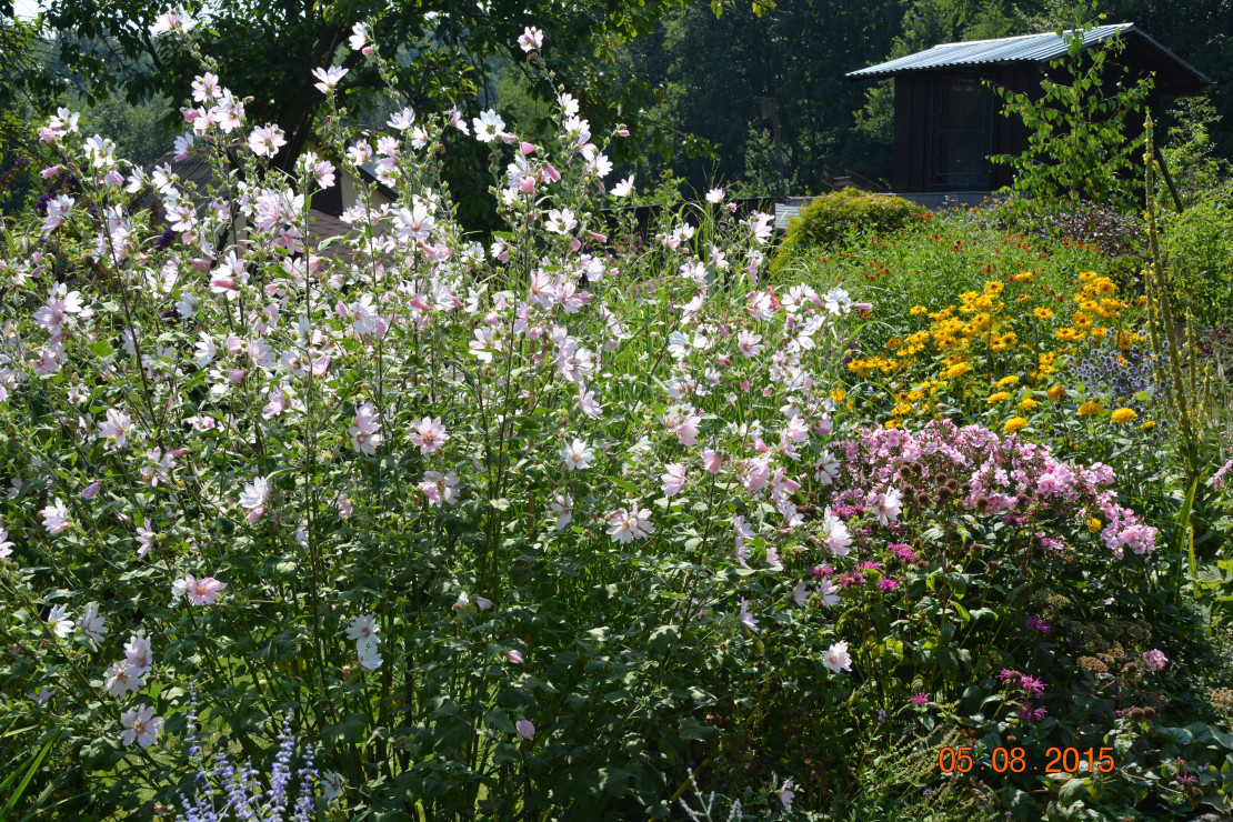 gość z Anglii: koronkowa lavatera Barnsley