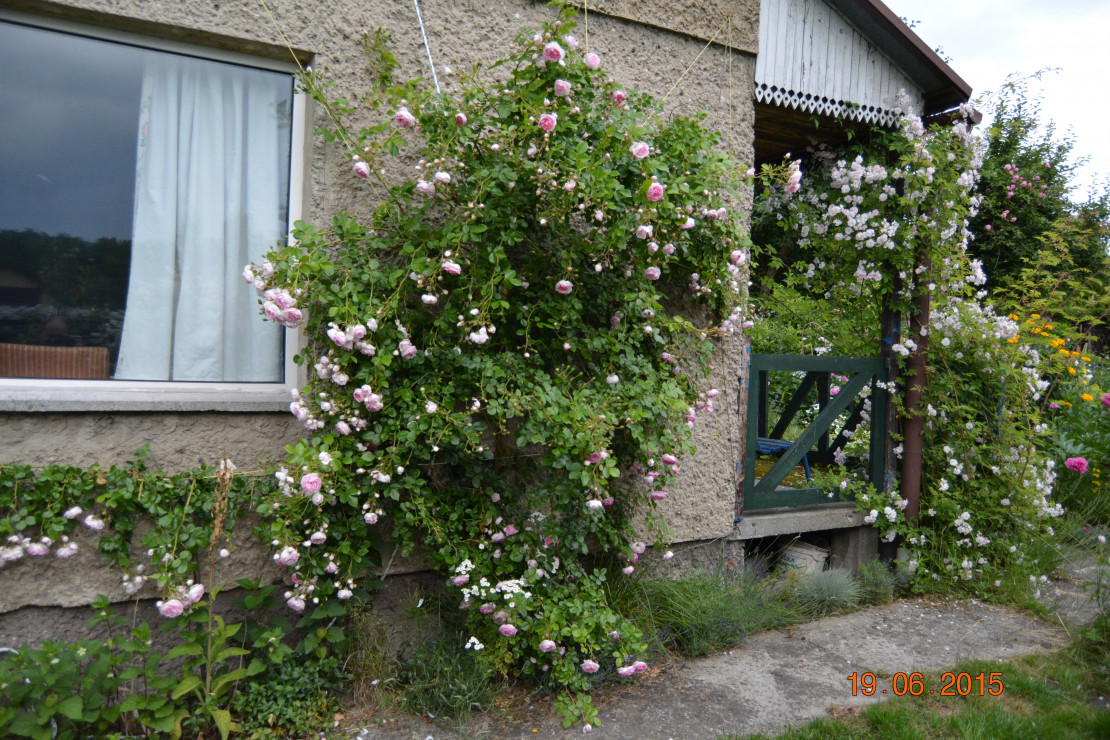 Jasmina i Paul Himalaya'sMusk obrastaja altanę