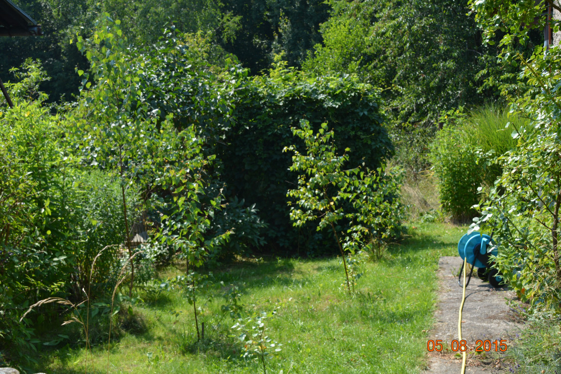 Jest też brzózkowy zagajnik
