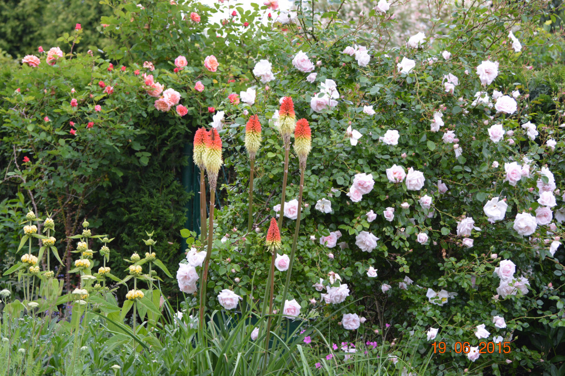 kiedy zakwita stara przyjaciółka new down..