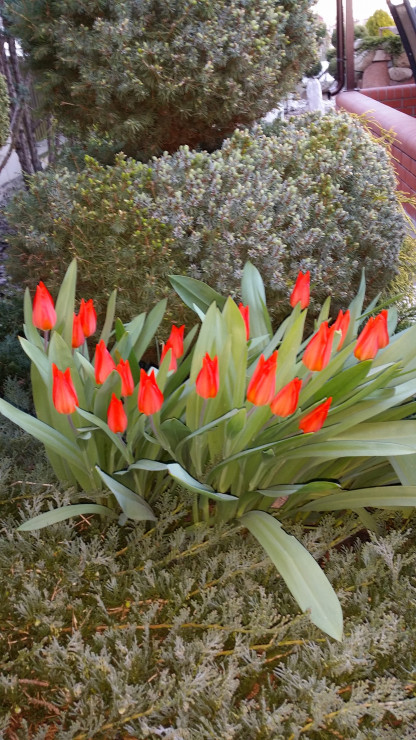 Małe ale bardzo urodziwe tulipanki
