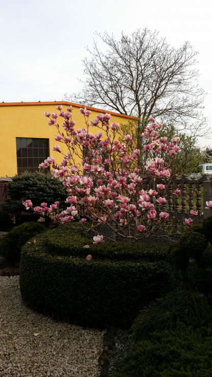 Na wiosnę cieszą nas kwiaty magnolii 