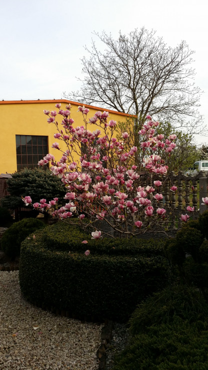 Na wiosnę cieszą nas kwiaty magnolii