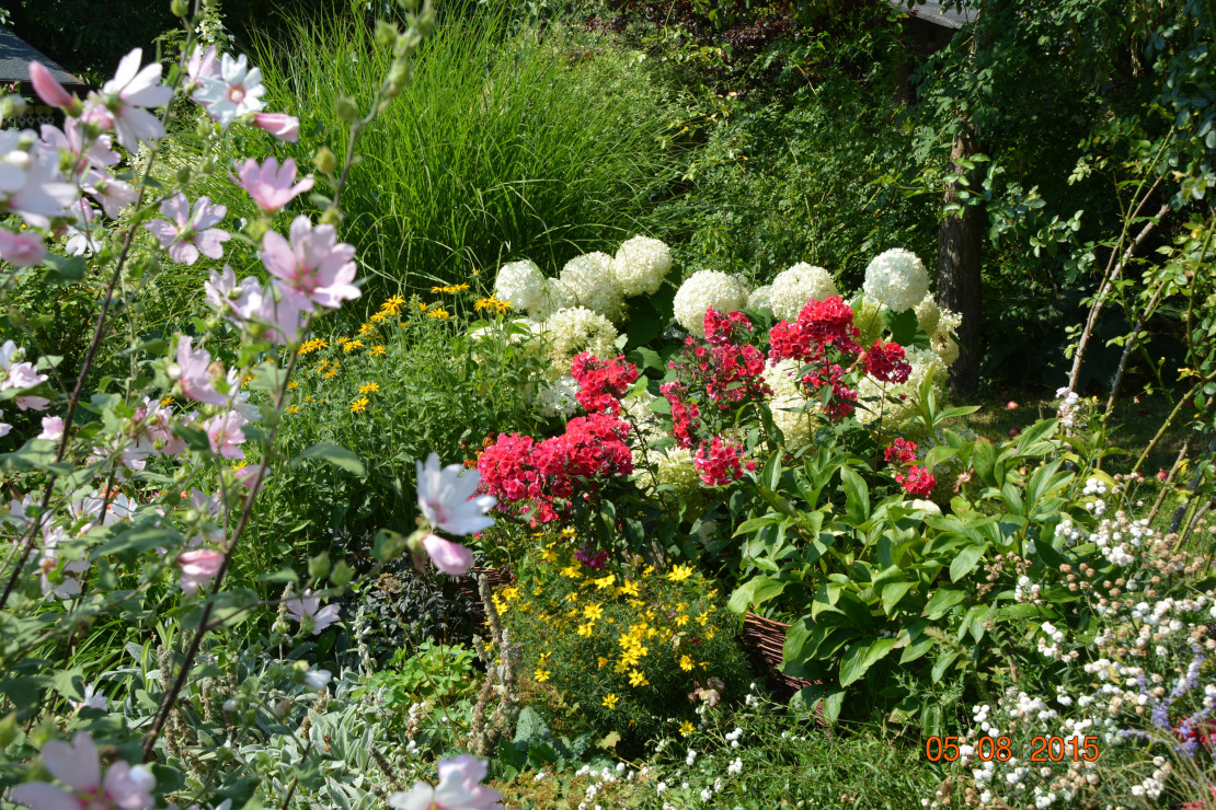 niezawodna aranżacja:pysznogłówka i hortensja