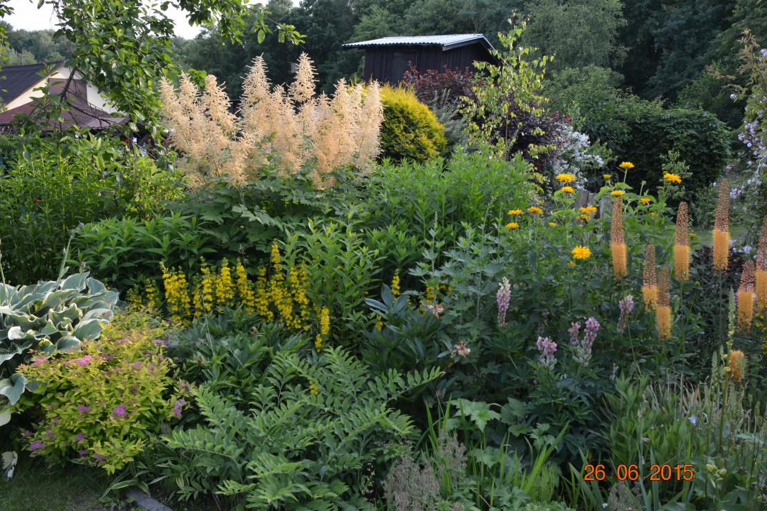 Parzydła, pustynniki..