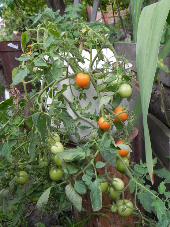 Pomidor 'Maskotka'