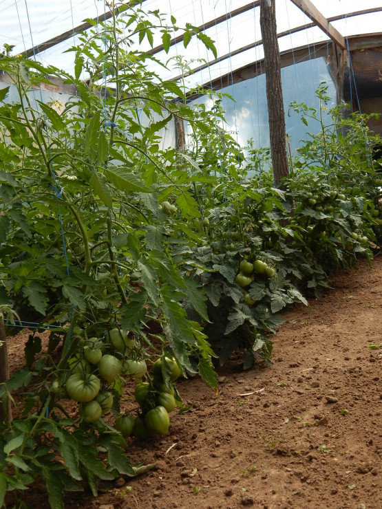 Pomidory... nawożone tylko rozcieńczoną gnojówką z pokrzywy...