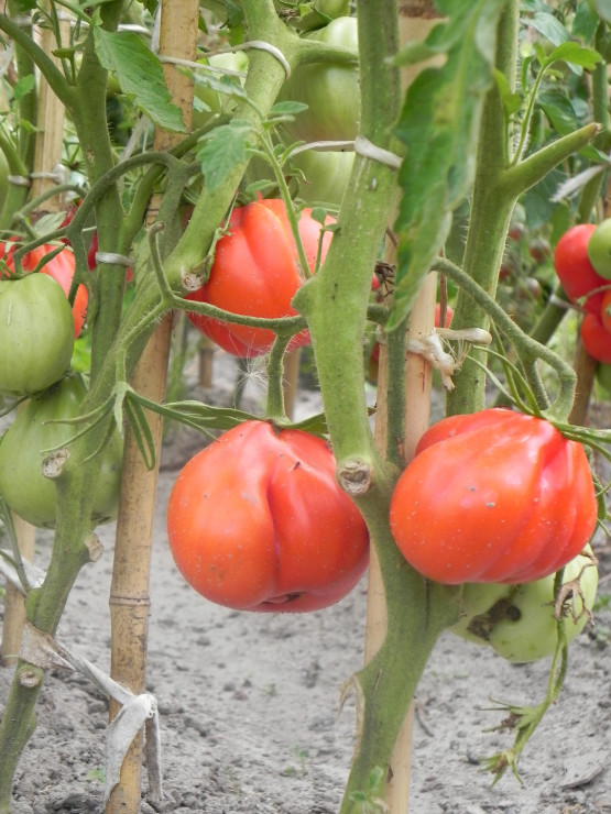 Pomidory 'Red pear' doskonałe na przetwory