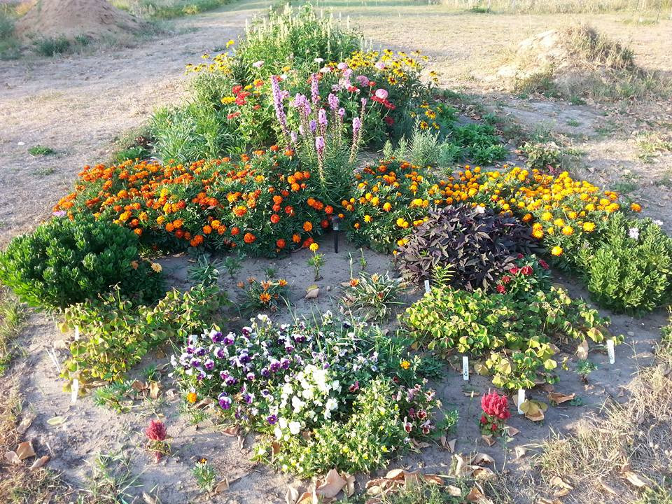 rabata mieszana - kwiaty wieloletnie i jednoroczne z własnej przydomowej hodowli