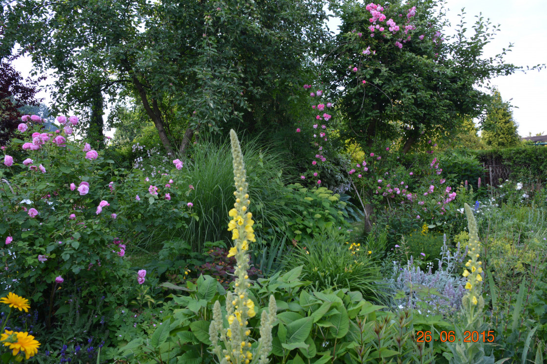 Róża obrasta starą jabłonkę