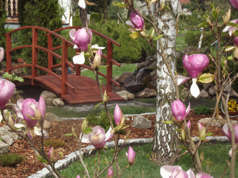 Rozkwitające magnolie. 