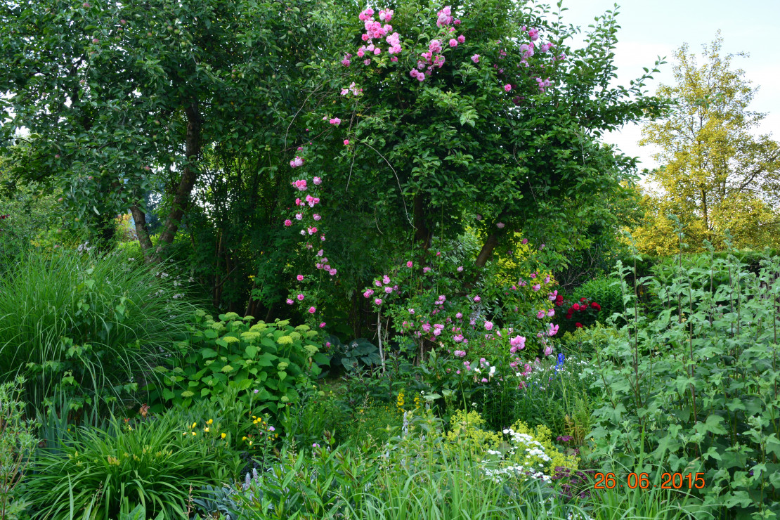 to chyba super dorothy